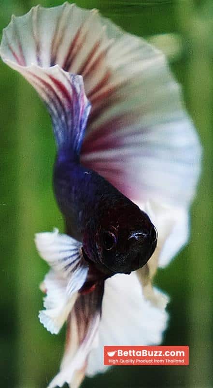 Betta fish OHM Purple Salamander Dumbo - Image 9