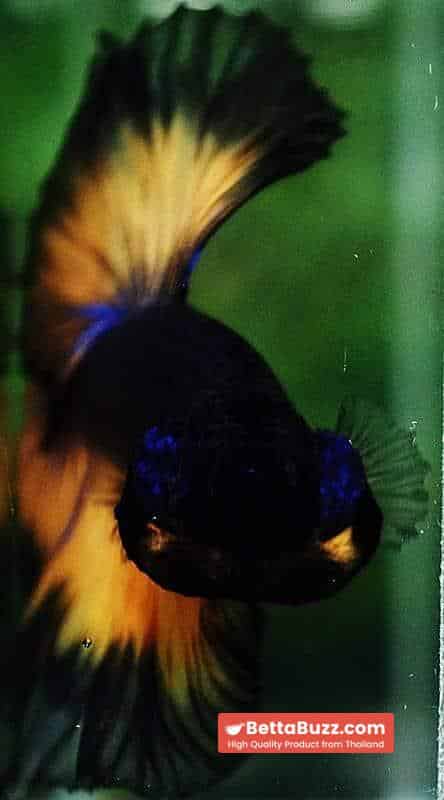 Betta fish OHM Black Purple Pumpkin Halloween - Image 7