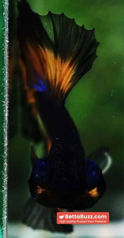 Betta fish OHM Black Purple Pumpkin Halloween - Image 8