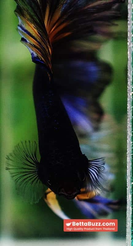 Betta fish King Blue Black Pumpkin Butterfly (OHM) - Image 7