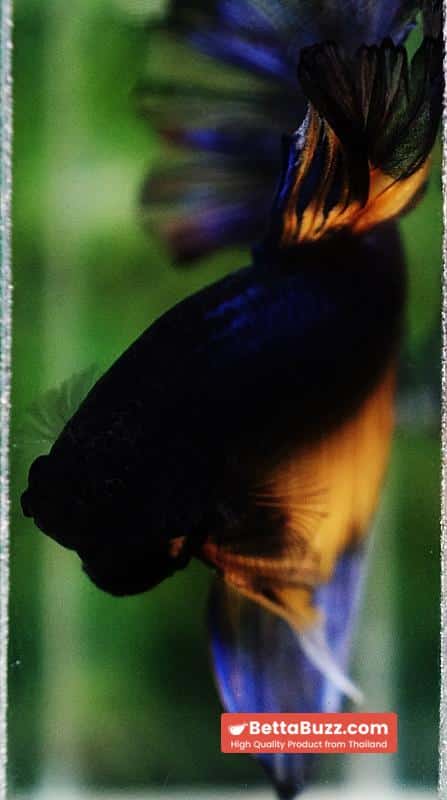 Betta fish King Blue Black Pumpkin Butterfly (OHM) - Image 8