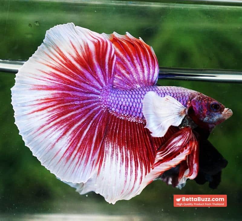 Betta fish HM Red Violet Salamander Dumbo - Image 3