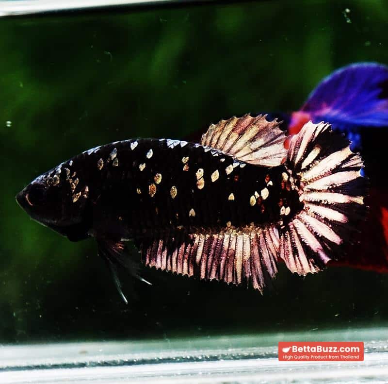 Betta fish HMPK Junior The Dark Nebula (Rare) - Image 6