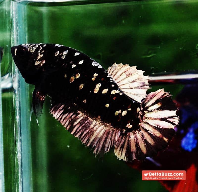 Betta fish HMPK Junior The Dark Nebula (Rare) - Image 4
