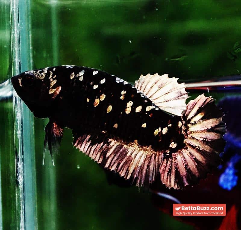 Betta fish HMPK Junior The Dark Nebula (Rare) - Image 2