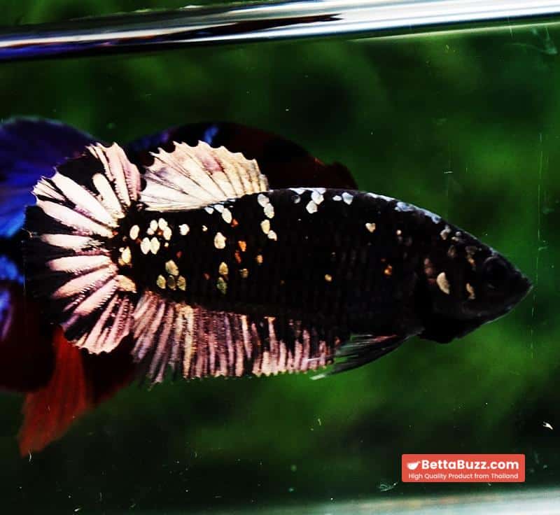 Betta fish HMPK Junior The Dark Nebula (Rare) - Image 5