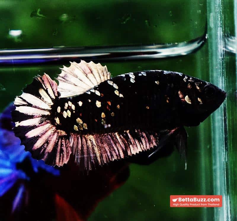 Betta fish HMPK Junior The Dark Nebula (Rare) - Image 3