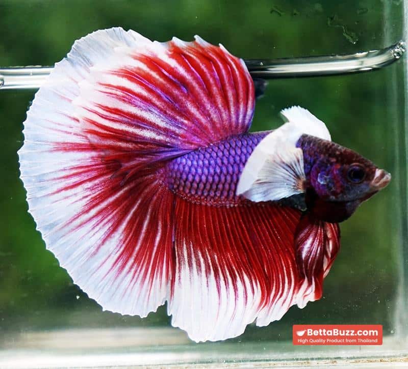 Betta fish HM Red Violet Salamander Dumbo - Image 5