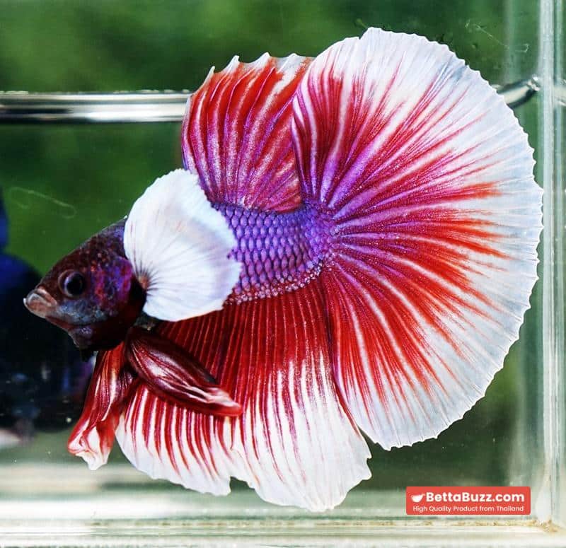 Betta fish HM Red Violet Salamander Dumbo - Image 2