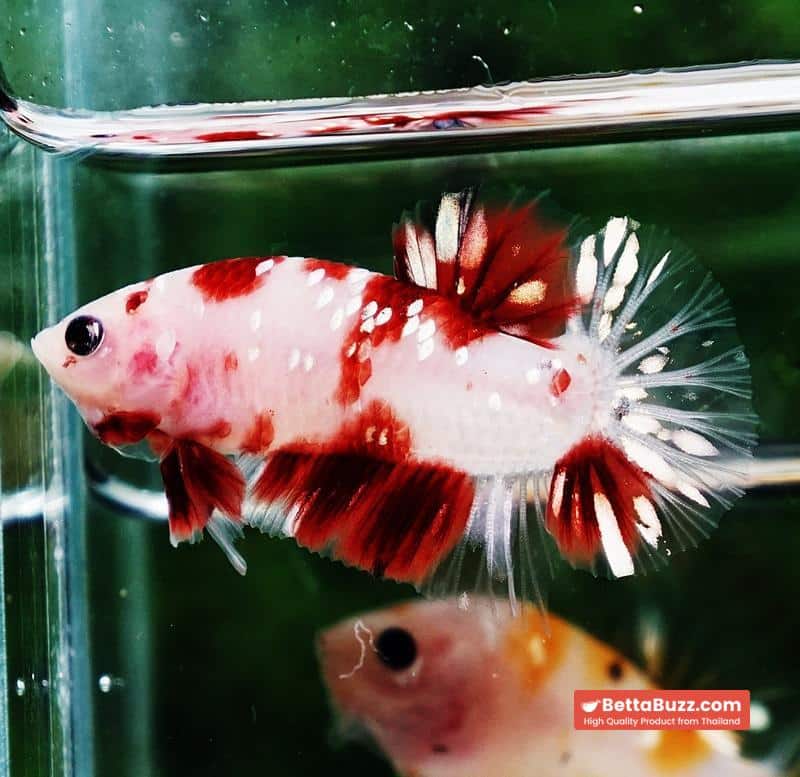 Betta fish HMPK Sparkle Santa Claus Copper Galaxy - Image 5