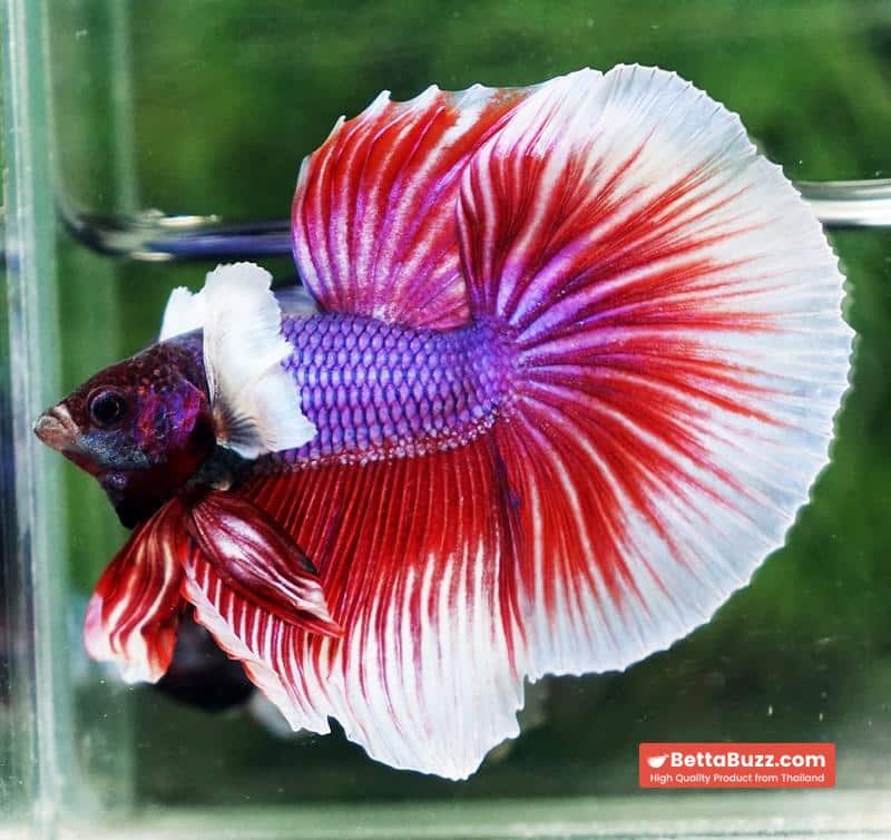 Betta fish HM Red Violet Salamander Dumbo - Image 4