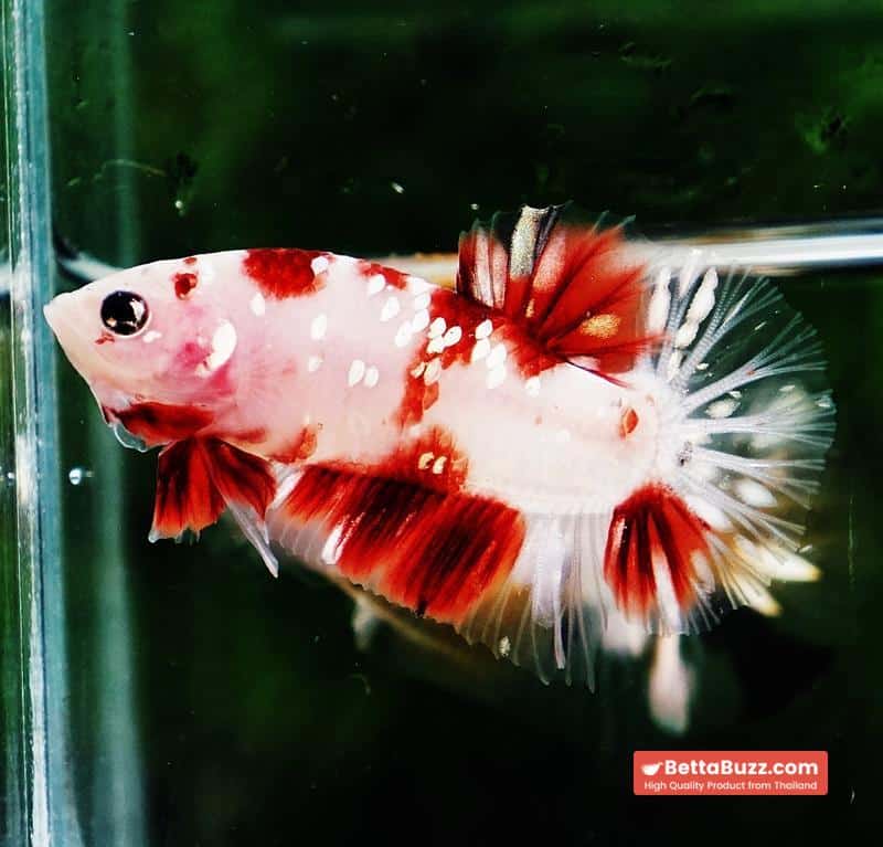 Betta fish HMPK Sparkle Santa Claus Copper Galaxy - Image 3