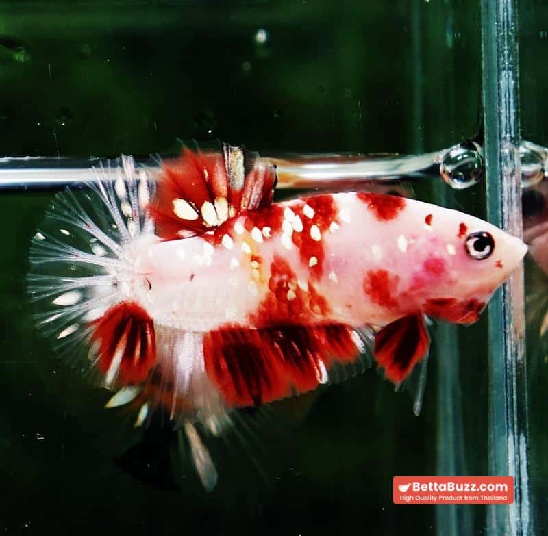 Betta fish HMPK Sparkle Santa Claus Copper Galaxy - Image 2