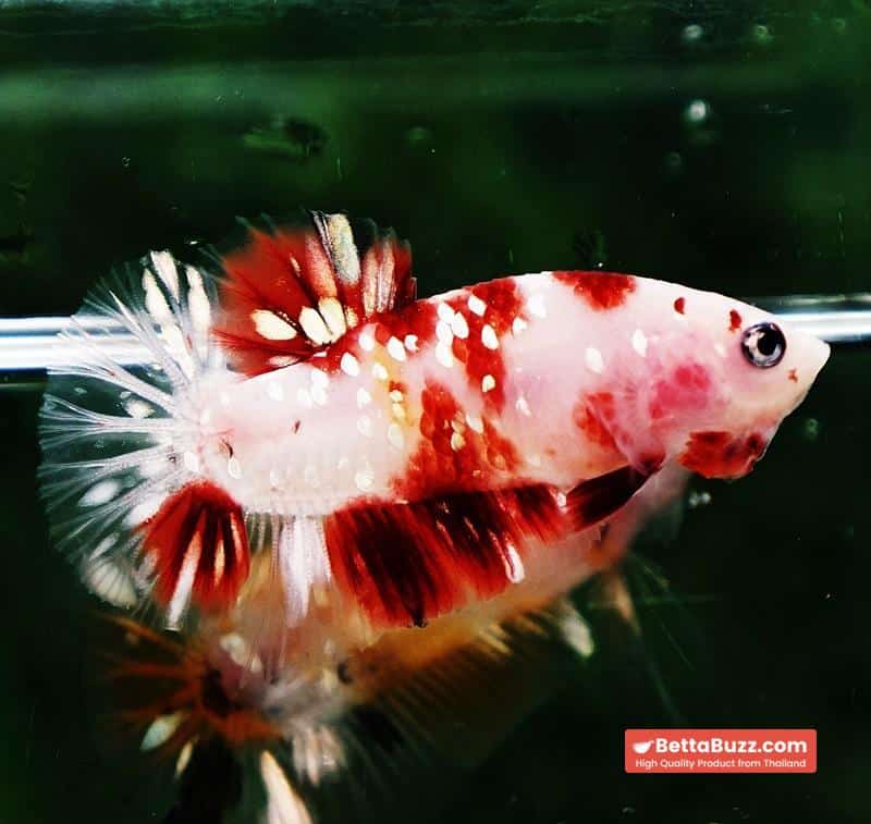 Betta fish HMPK Sparkle Santa Claus Copper Galaxy - Image 4