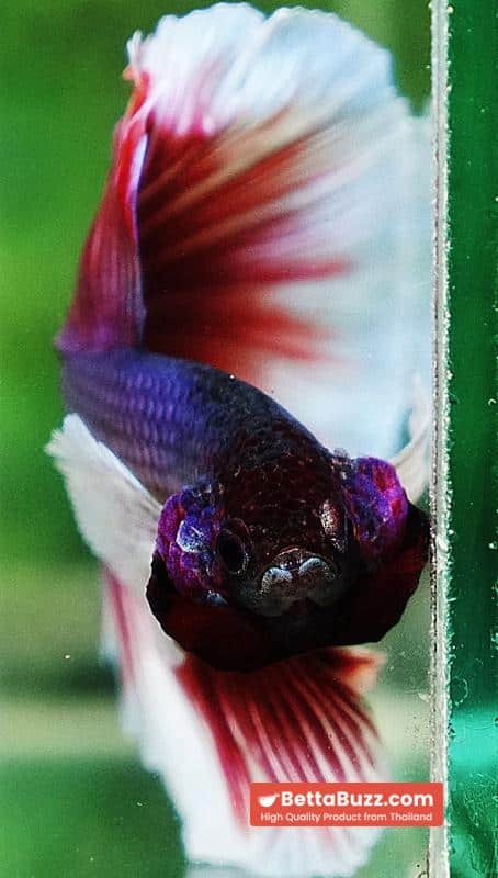 Betta fish HM Red Violet Salamander Dumbo - Image 6
