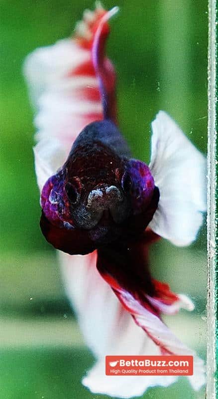 Betta fish HM Red Violet Salamander Dumbo - Image 7
