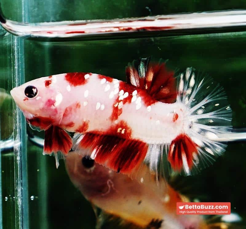 Betta fish HMPK Sparkle Santa Claus Copper Galaxy - Image 7