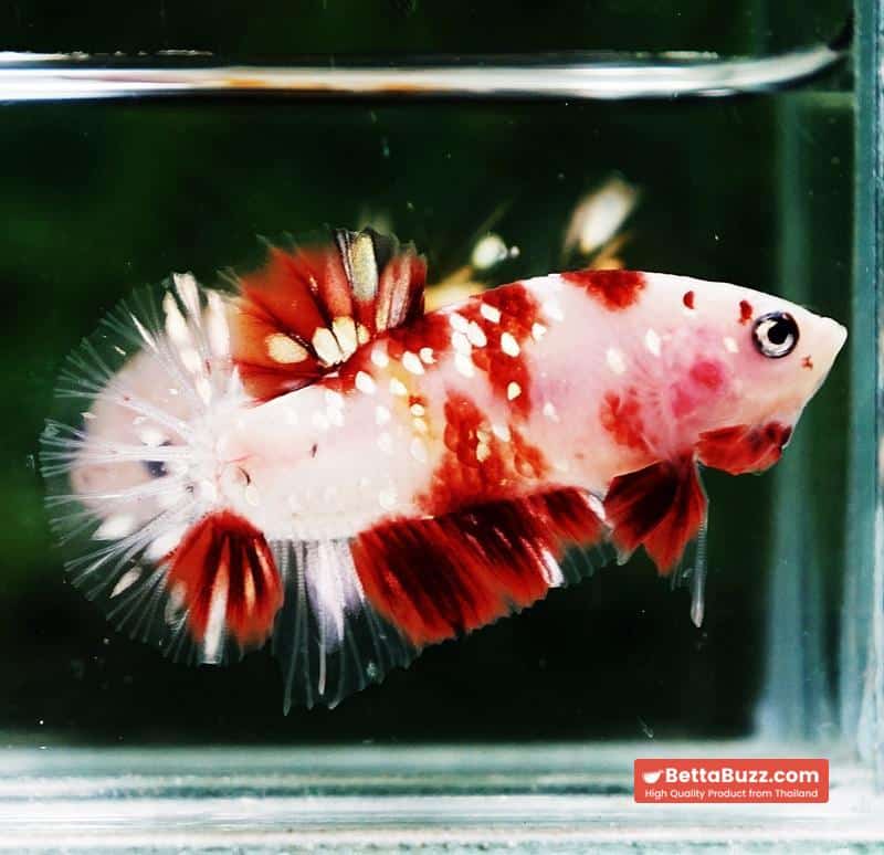 Betta fish HMPK Sparkle Santa Claus Copper Galaxy - Image 6