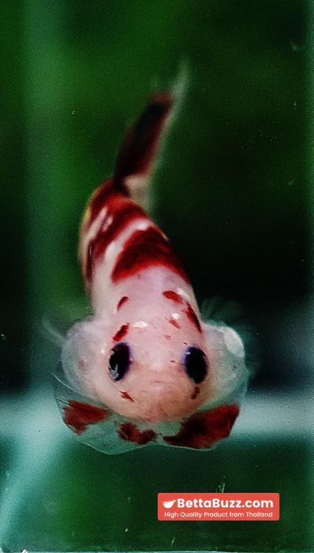 Betta fish HMPK Sparkle Santa Claus Copper Galaxy - Image 8