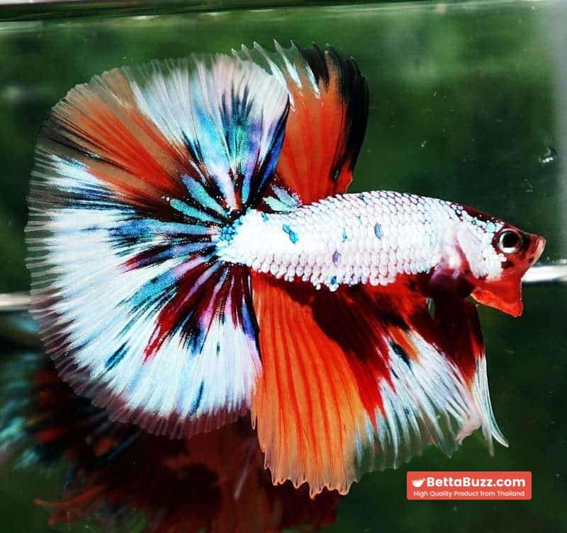 Betta fish OHM Fancy Candy Marble - Image 4