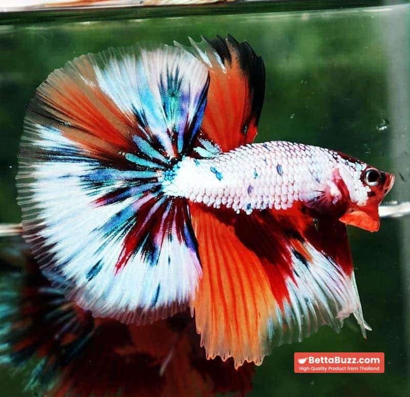 Betta fish OHM Fancy Candy Marble - Image 2