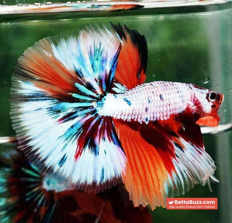 Betta fish OHM Fancy Candy Marble - Image 6