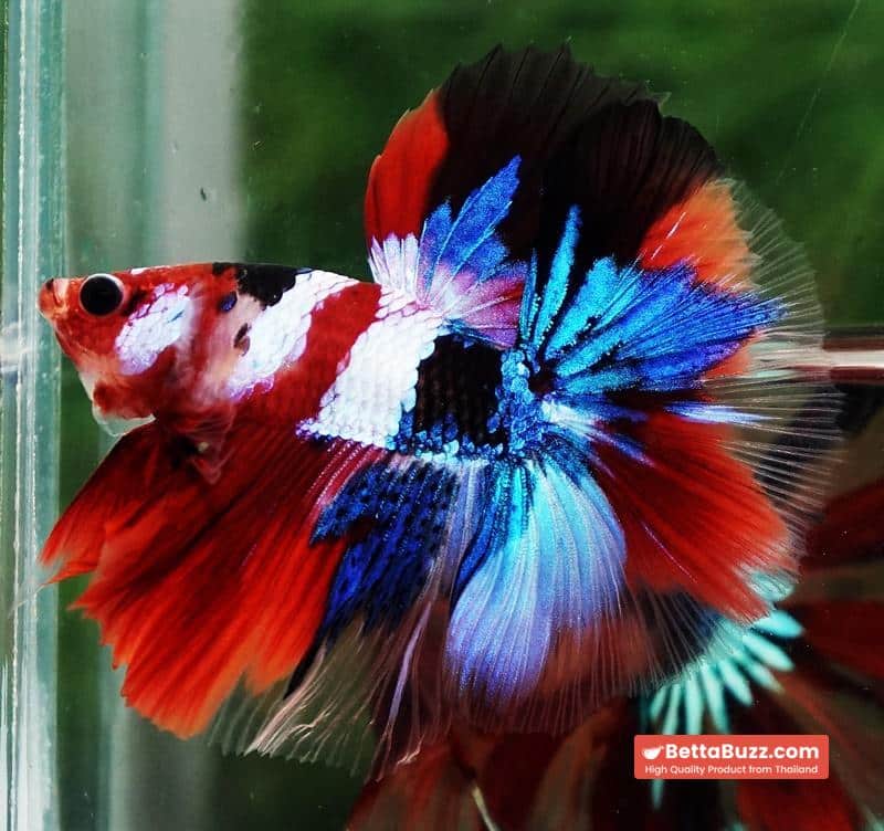 Betta fish OHM Flag of Yemen Koi - Image 2