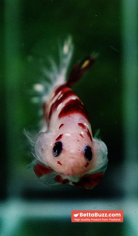 Betta fish HMPK Sparkle Santa Claus Copper Galaxy - Image 9