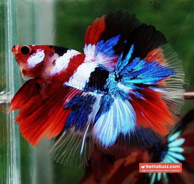 Betta fish OHM Flag of Yemen Koi - Image 4