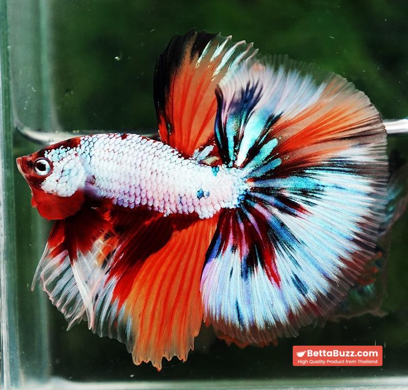 Betta fish OHM Fancy Candy Marble - Image 5