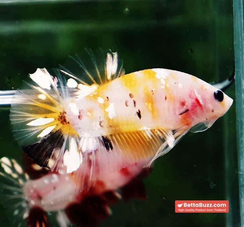 Betta fish HMPK Sparkle Yellow Phoenix Copper - Image 3