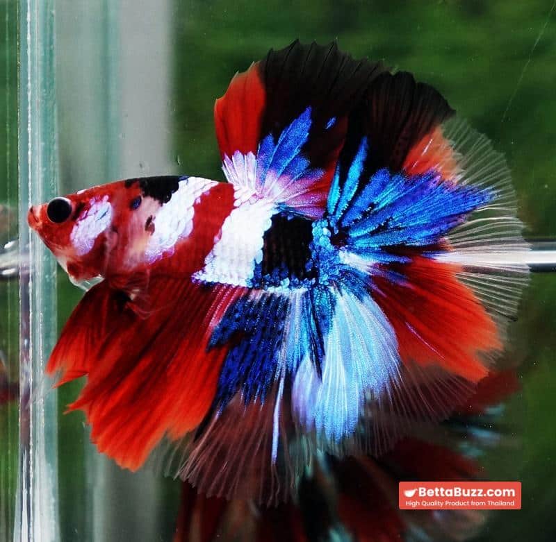 Betta fish OHM Flag of Yemen Koi - Image 6