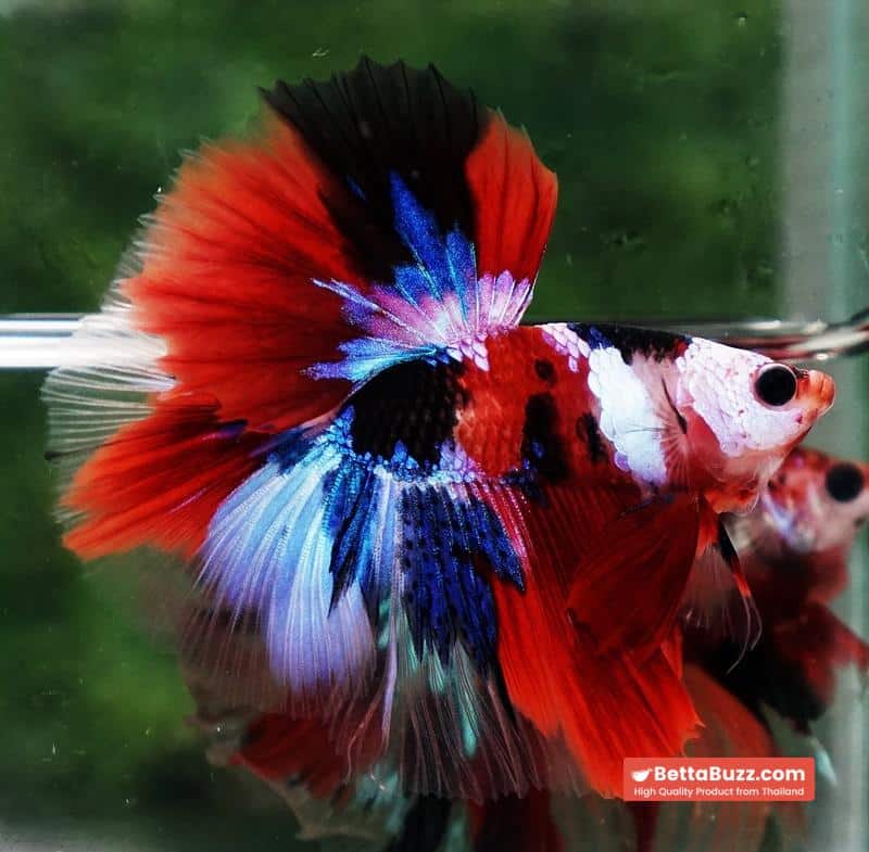 Betta fish OHM Flag of Yemen Koi - Image 5