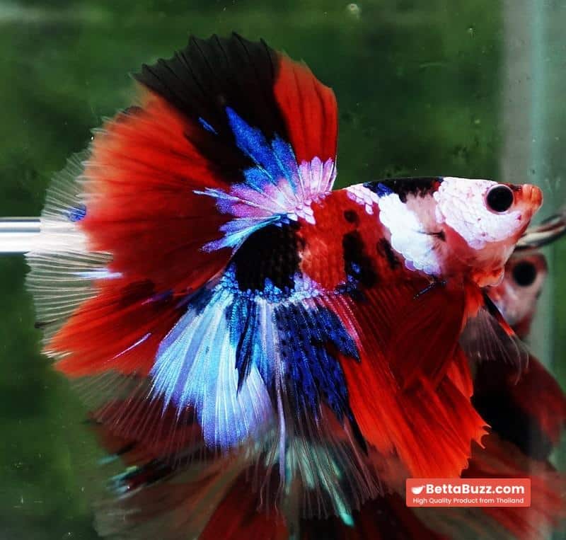 Betta fish OHM Flag of Yemen Koi - Image 3
