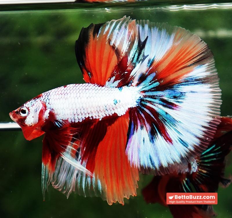 Betta fish OHM Fancy Candy Marble - Image 3