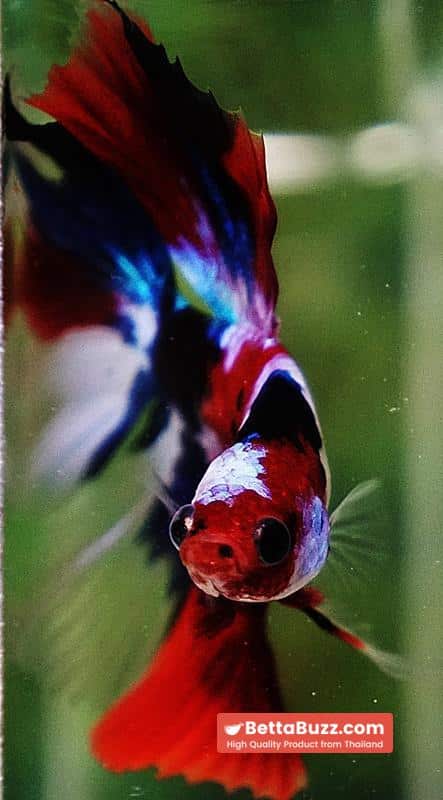 Betta fish OHM Flag of Yemen Koi - Image 7