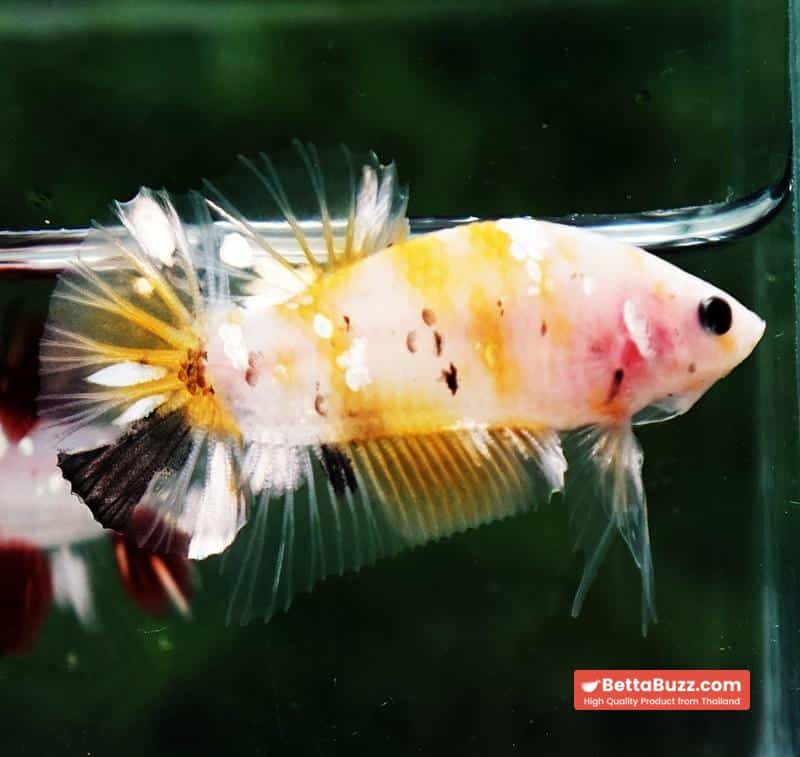 Betta fish HMPK Sparkle Yellow Phoenix Copper - Image 5