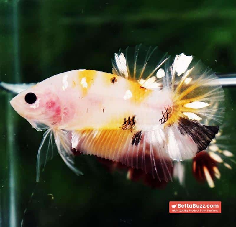 Betta fish HMPK Sparkle Yellow Phoenix Copper - Image 2