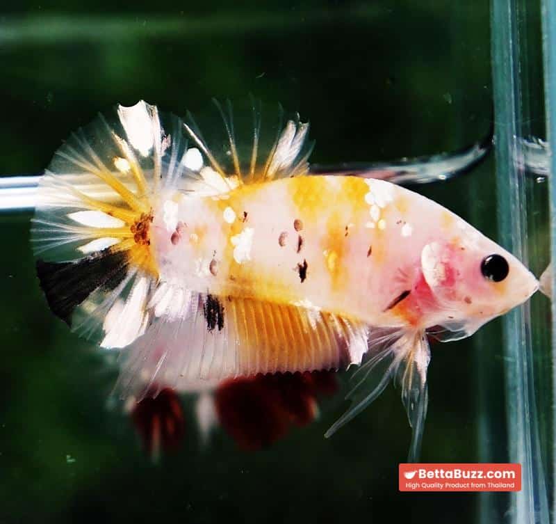 Betta fish HMPK Sparkle Yellow Phoenix Copper - Image 7
