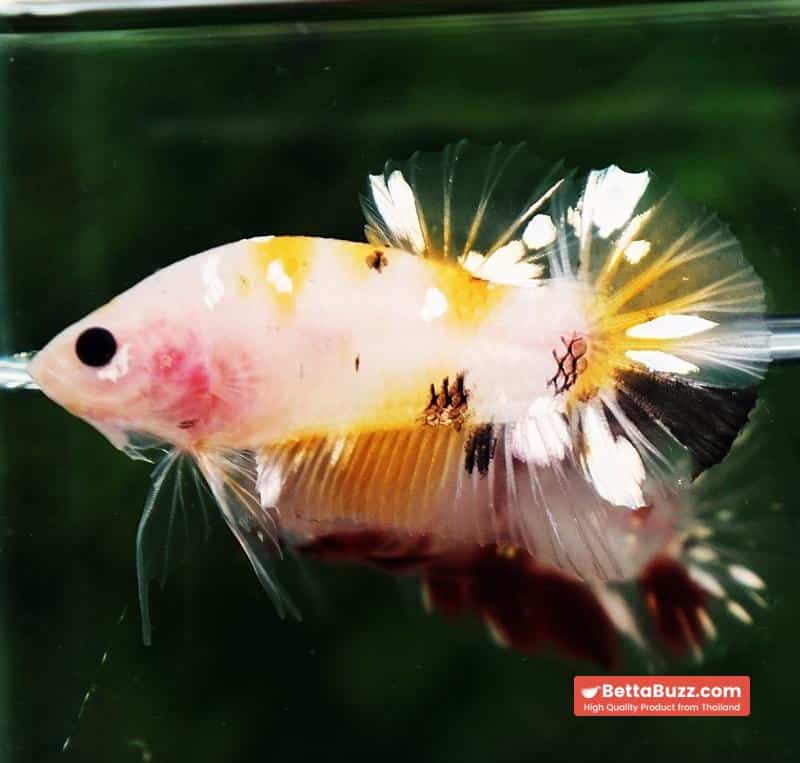 Betta fish HMPK Sparkle Yellow Phoenix Copper - Image 4
