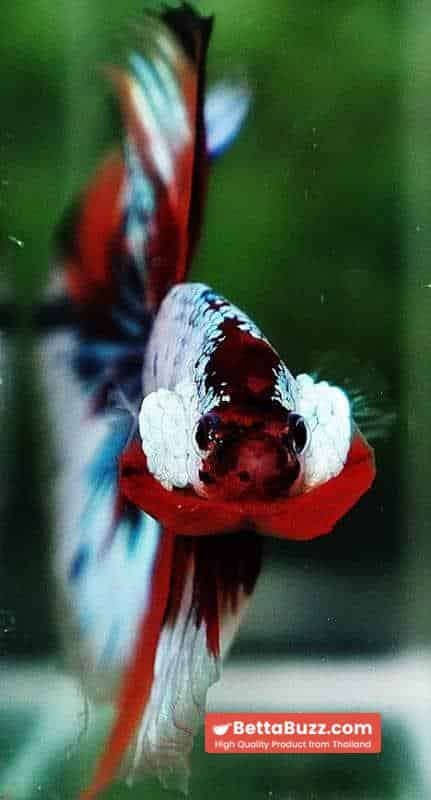 Betta fish OHM Fancy Candy Marble - Image 7