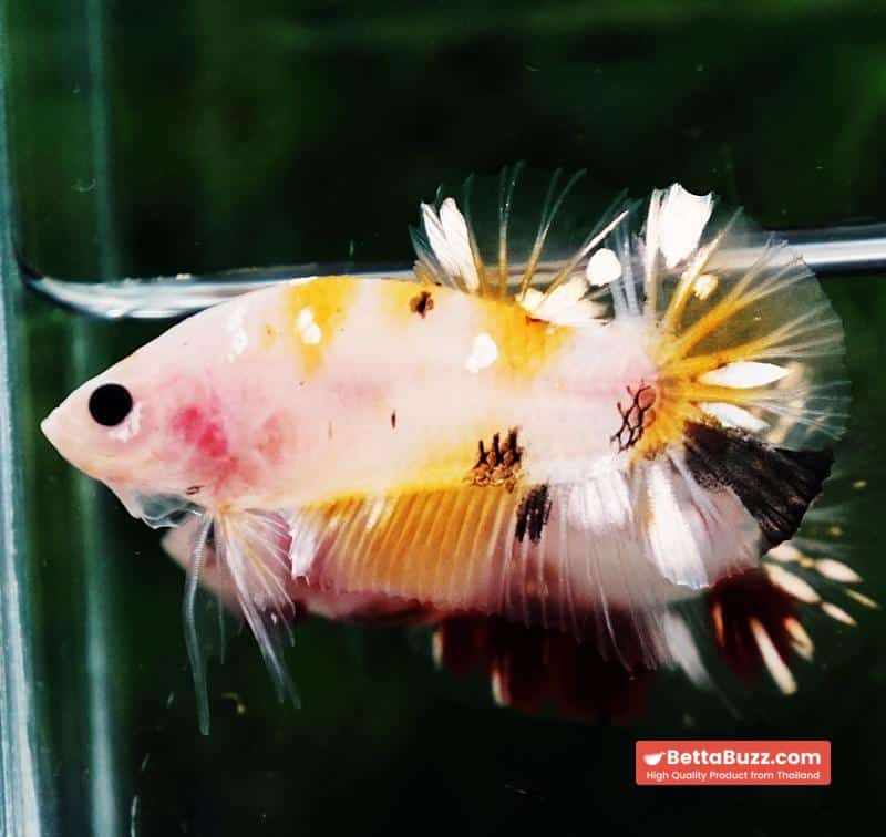 Betta fish HMPK Sparkle Yellow Phoenix Copper - Image 6