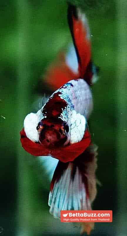 Betta fish OHM Fancy Candy Marble - Image 8