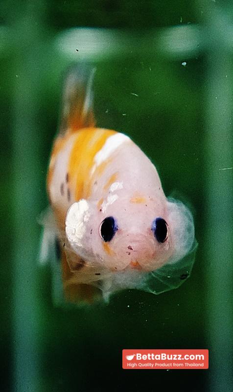 Betta fish HMPK Sparkle Yellow Phoenix Copper - Image 8