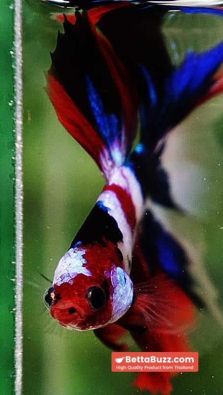 Betta fish OHM Flag of Yemen Koi - Image 8