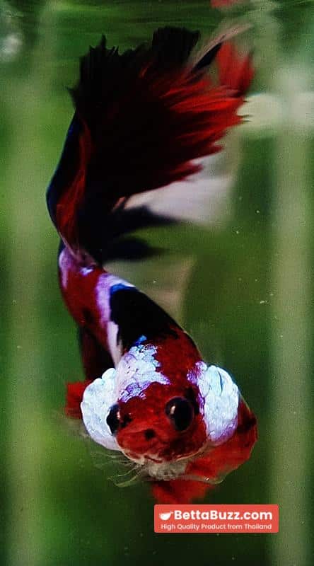 Betta fish OHM Flag of Yemen Koi - Image 9
