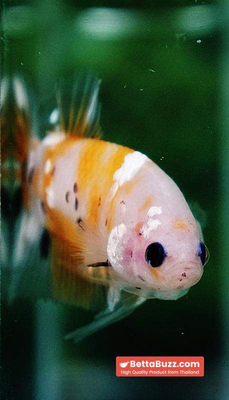 Betta fish HMPK Sparkle Yellow Phoenix Copper - Image 9