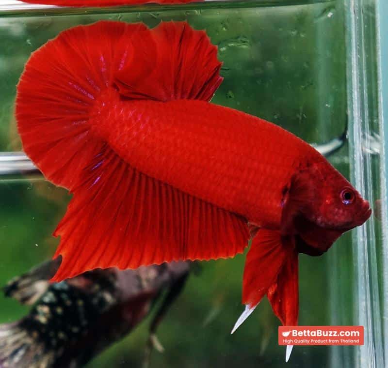 Betta fish HMPK Deep Clean Super Red (Comp Grade) - Image 3