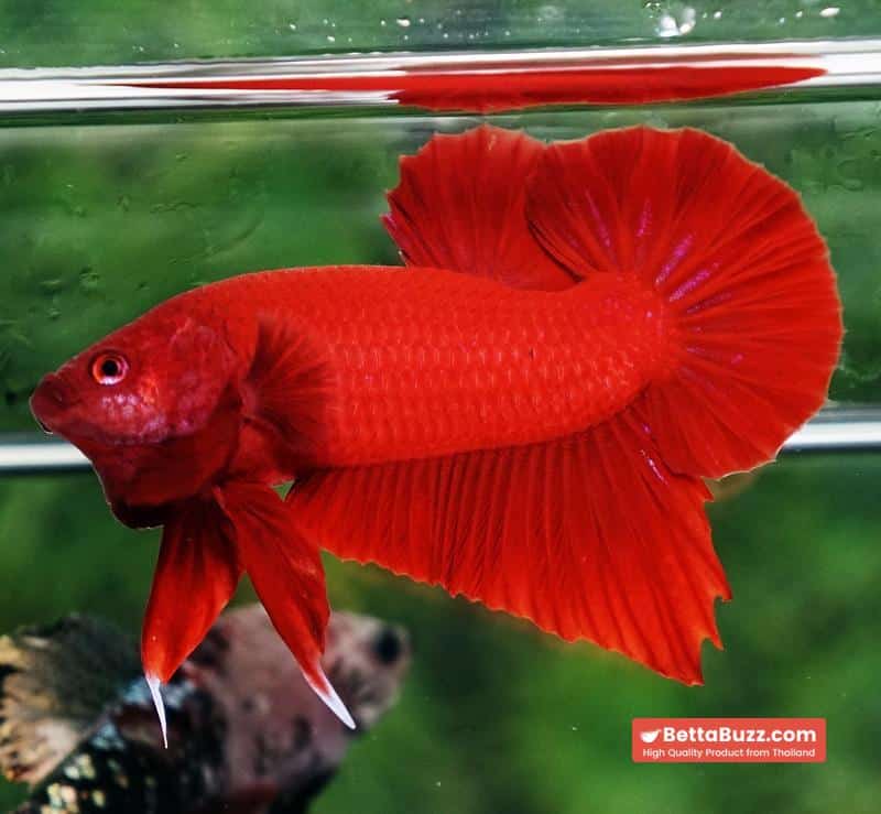 Betta fish HMPK Deep Clean Super Red (Comp Grade) - Image 2
