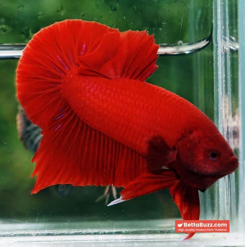 Betta fish HMPK Deep Clean Super Red (Comp Grade) - Image 5